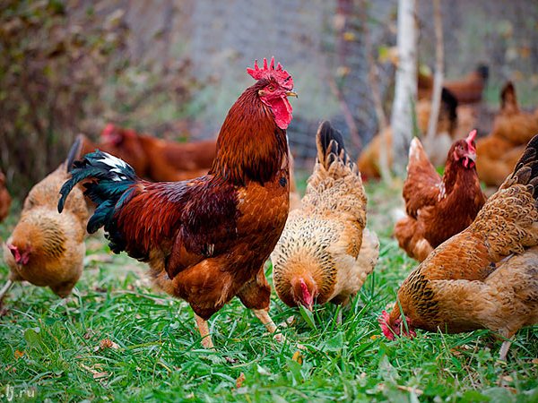 Породы куриц | ЗооТом - продажа, вязка и услуги для животных в Находке