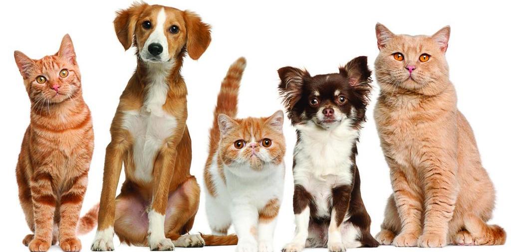Доска объявлений о животных | ЗооТом - продажа, вязка и услуги для животных в Находке