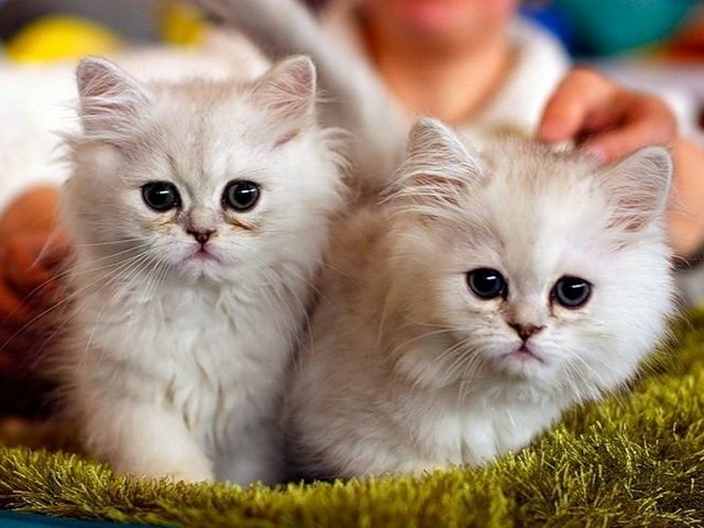 Породы кошек в Находке | ЗооТом портал о животных