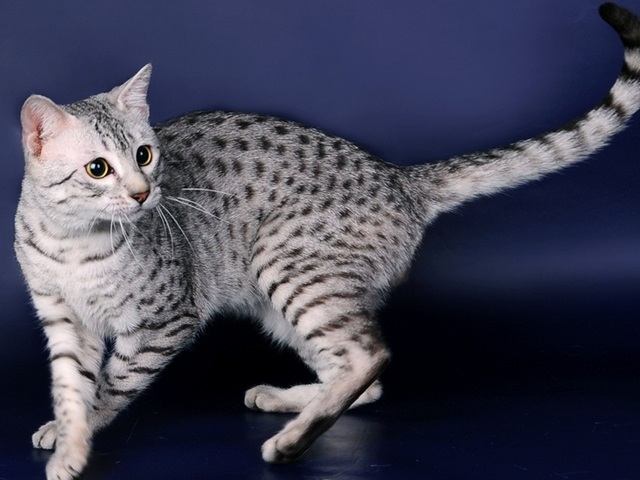 Породы кошек в Находке | ЗооТом портал о животных