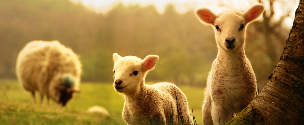 Объявления о сельскохозяйственных животных | ЗооТом - продажа, вязка и услуги для животных в Находке