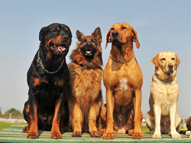 Крупные породы собак в Находке | ЗооТом портал о животных